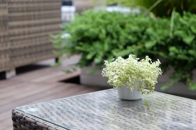 管理をこまめに、ワサワサ増やそう『リトルミッシー』