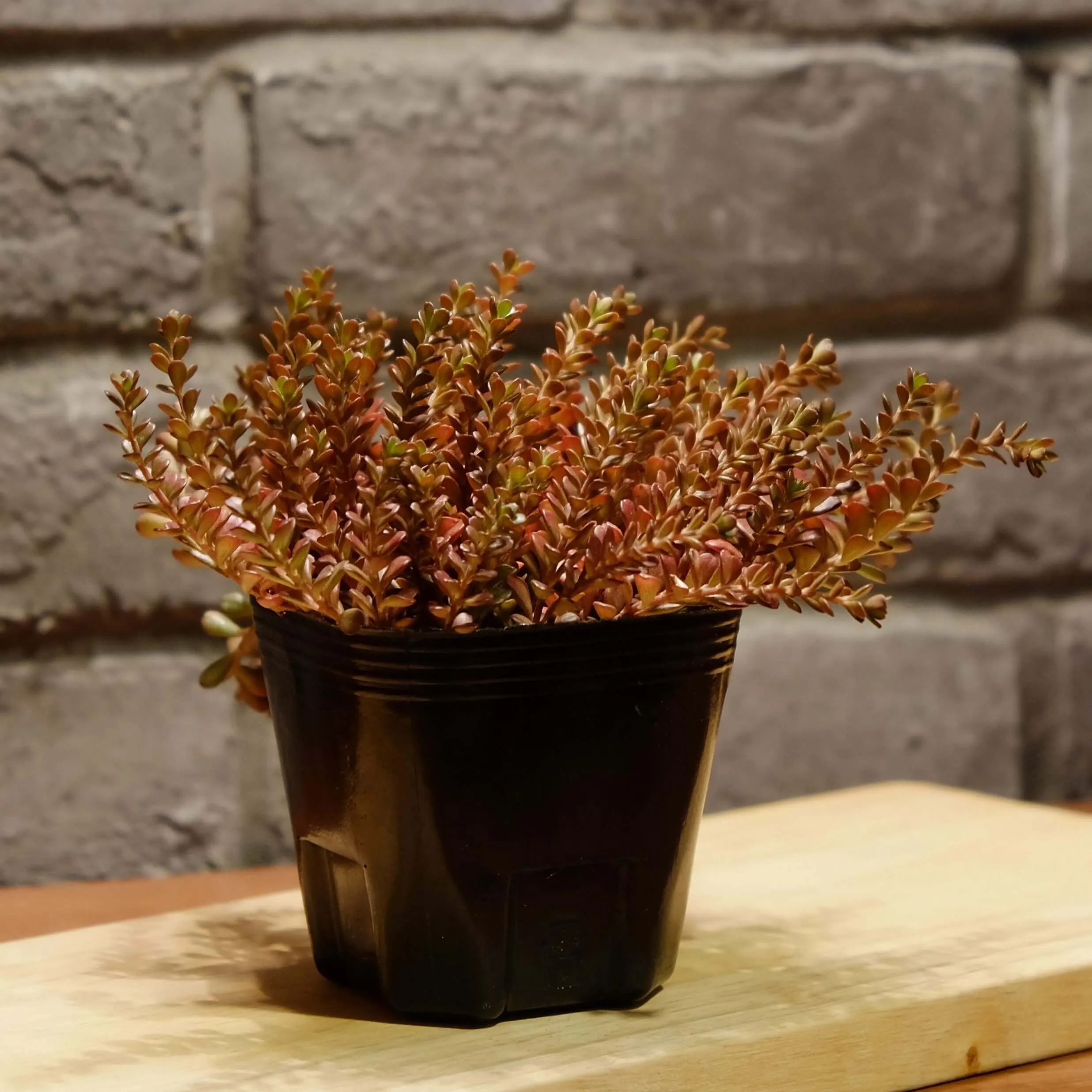 succlents world 多肉の世界 pickup28 秋冬カラーの多肉植物 succlents world 多肉の世界 pickup28 秋冬カラーの多肉植物