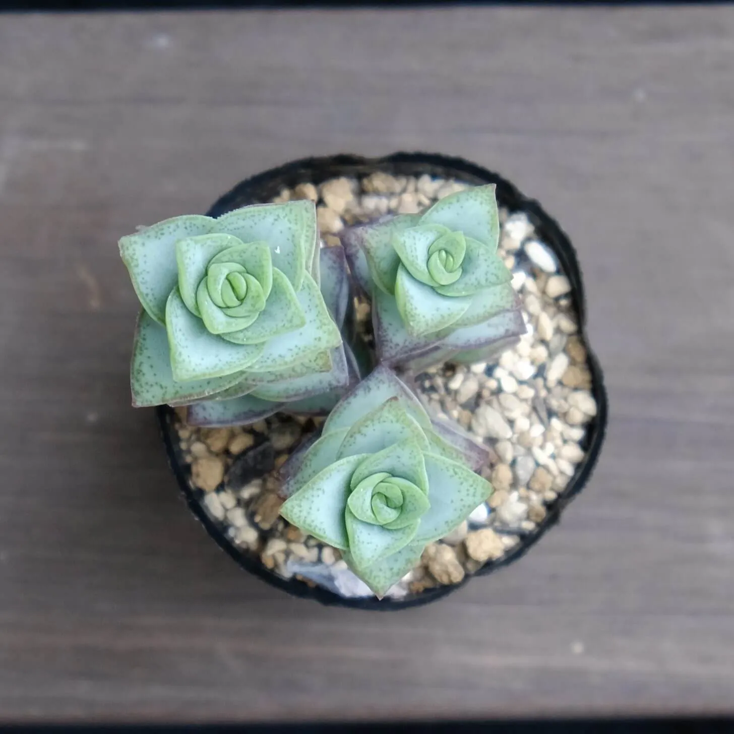 多肉植物　☆ 114 星の王子（ニシフォーム）