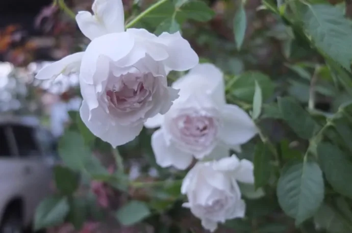 ガブリエルの秋花