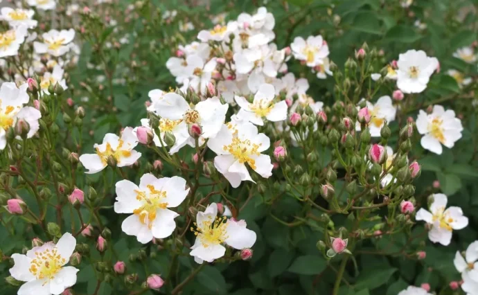 Labyrinth バラの迷宮 pickup25『ニューサ Neusa』 | 植物とあなたを