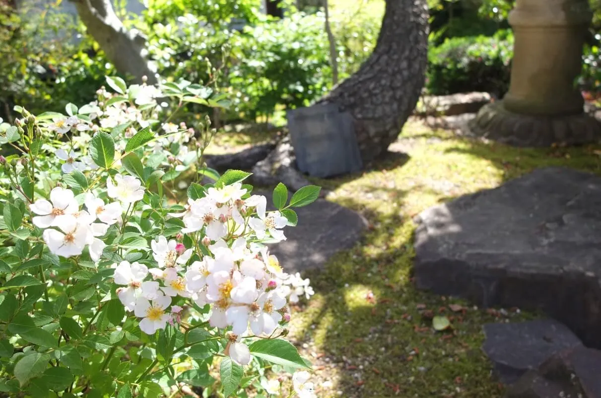 薔薇もケーキも美しい | アメリカの空から日本へ 第2の人生を