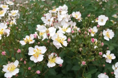 Labyrinth バラの迷宮 pickup25『ニューサ Neusa』