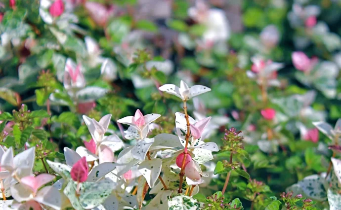 移ろう色班が美しいハツユキカズラ。育て方のポイントは？ | 植物と