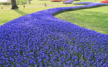丈夫で育てやすい！自然の青い絨毯・ムスカリで花壇を彩る
