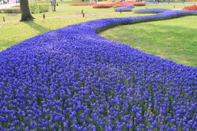 丈夫で育てやすい！自然の青い絨毯・ムスカリで花壇を彩る