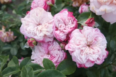 Labyrinth バラの迷宮 pickup27『パリス Paris』