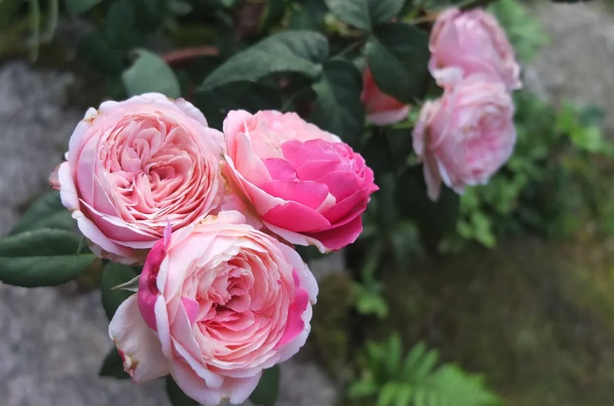 和バラ 環 (たまき) 接木3年大苗 8号鉢 バラ苗 薔薇 苗