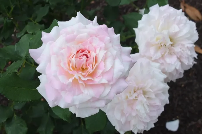 Labyrinth バラの迷宮 pickup29『ミルフィーユ Mille-feuille』