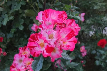 Labyrinth バラの迷宮 pickup28『サラマンダー Salamande』