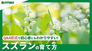 スズラン 鉢植え 狙い 白い花