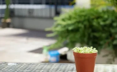 細かな葉っぱとふわふわの産毛の『エルネスティ』