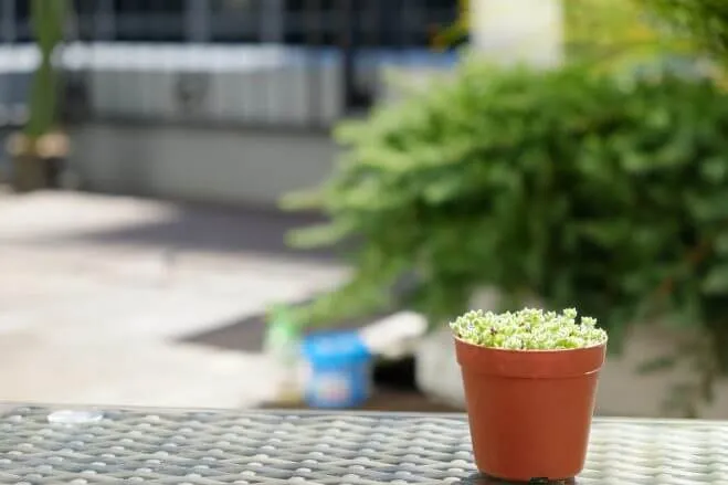 細かな葉っぱとふわふわの産毛の『エルネスティ』