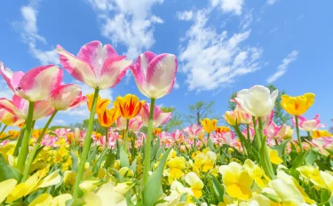 【チューリップの育て方】チューリップの開花後の管理・春にすべきお手入れについて