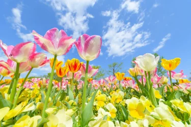 【チューリップの育て方】チューリップの開花後の管理・春にすべきお手入れについて