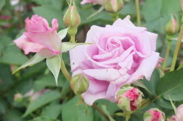 Labyrinth バラの迷宮 pickup32『夜来香（イエライシャン） Ieraishan』