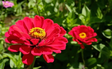 【ジニアの育て方】100日咲き続ける百日草の栽培ガイド