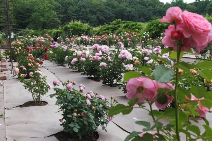 神代植物公園JRC審査会場