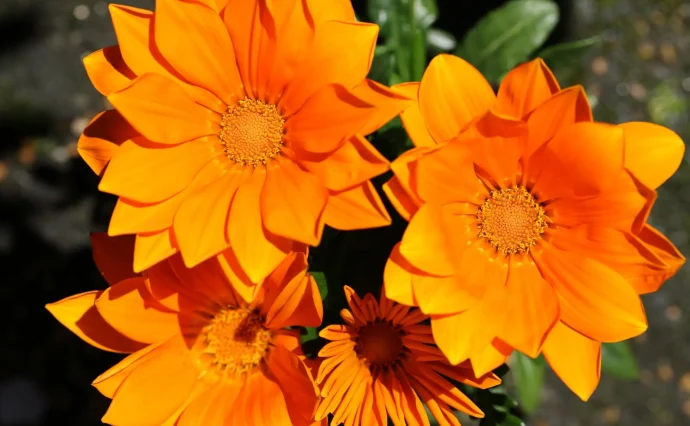 ガザニアの育て方|鮮やかな花を長く楽しむ管理のコツ