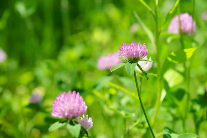 日本ではおなじみの野草、アザミ。ガーデニングでの育て方は？