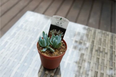 k*z様 万年青　「琴宝」　鉢植え　観葉植物　多肉 k*z様 万年青 「琴宝」 鉢植え 観葉植物 多肉 k*z様 万年青 「琴宝