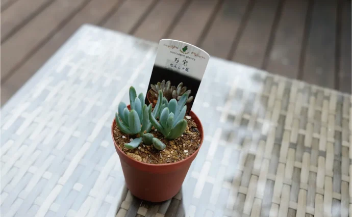 ゼクス プロモ 植え付ける幻惑 エイポート （PR 植え付ける幻惑