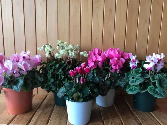【シクラメン・ガーデンシクラメンの育て方】冬でも元気な花で鮮やかに部屋を飾ろう