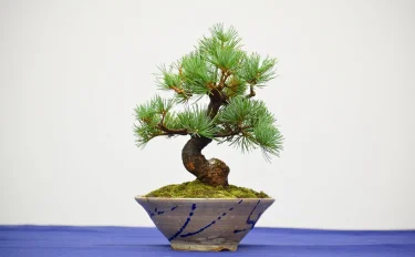 小品盆栽　-だれでも楽しめる私だけのBONSAI-