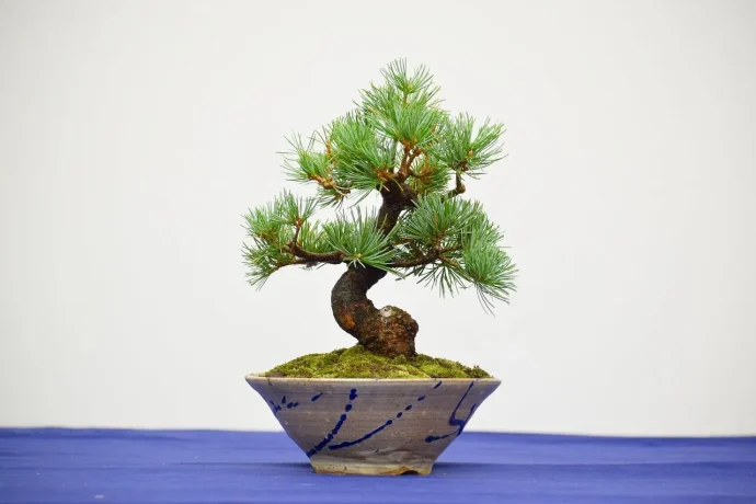 小品盆栽　-だれでも楽しめる私だけのBONSAI-