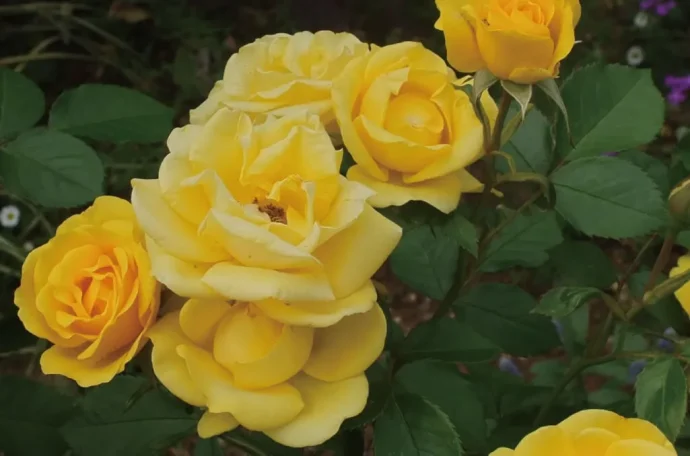 Labyrinth バラの迷宮 pickup39『レヨン ドゥ ソレイユ Rayon de Soleil』