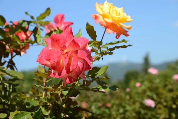 【バラ栽培】暑さ対策＆台風対策＆秋の開花への準備を。9月にしておきたいバラのお手入れ