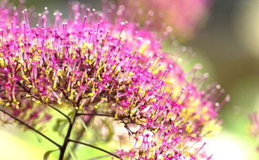 丸くまとまった小さな花が可憐なユウギリソウ。育て方のポイントと注意