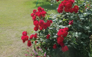 Labyrinth バラの迷宮 pickup38『ジャルダン ドゥ ラクネイー Jardins de laquenexy』