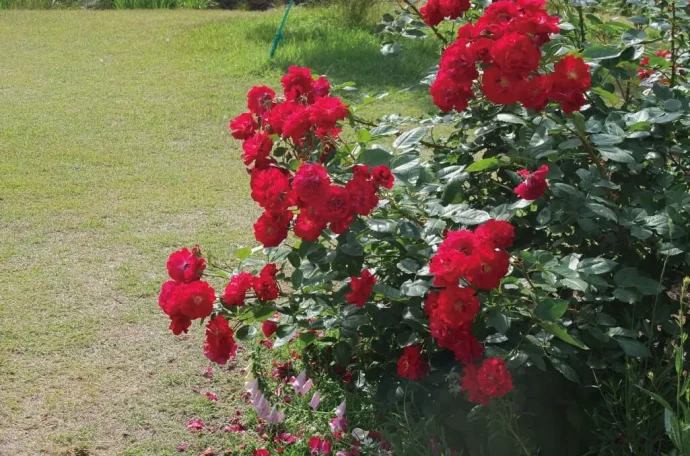 Labyrinth バラの迷宮 pickup38『ジャルダン ドゥ ラクネイー Jardins de laquenexy』