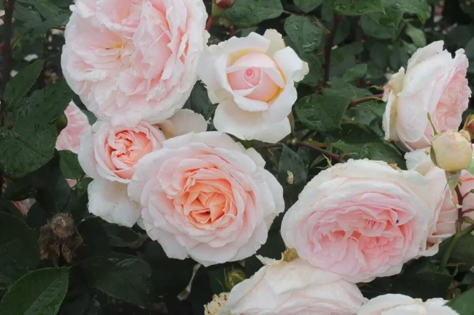 Labyrinth バラの迷宮 pickup44『メルヘンツァウバー Märchenzauber』