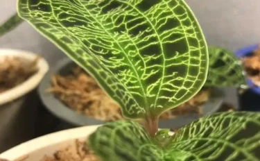 【珍奇植物入門】まずは見て知って！珍奇植物の魅力がわかる、人気の5品種