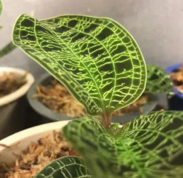 珍奇植物入門】まずは見て知って！珍奇植物の魅力がわかる、人気の5