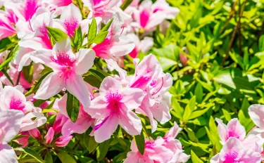 【ツツジの育て方】日本の春を彩るツツジ。お庭で美しい花を咲かせるコツは？　