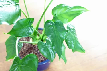 クワズイモの葉が生えない…どうして？確認したいポイント6つ | 植物と 