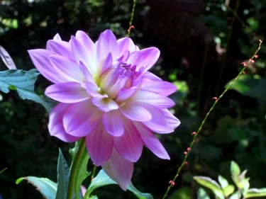 KEIKOさんの 鎌倉・谷戸から花便り ～木陰の多い庭で、秋、長く楽しめる花は～