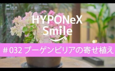 ブーゲンビリアの寄せ植え