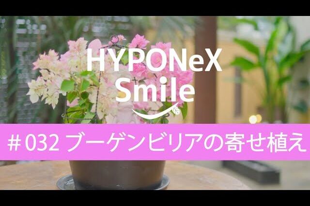 ブーゲンビリアの寄せ植え | 植物とあなたをつなぐPlantia