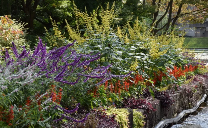 秋、彩り豊かなサルビアに注目! | 植物とあなたをつなぐPlantia