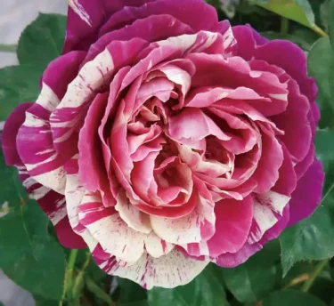 Labyrinth バラの迷宮 pickup47『オッタヴィオ ミッソーニ Ottavio Missoni』