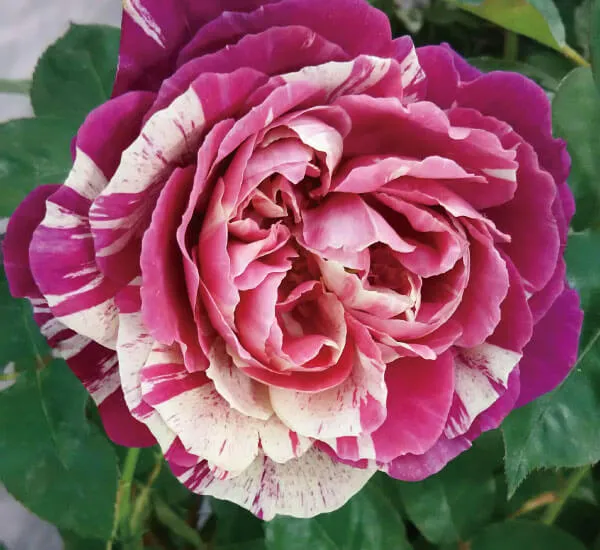 Labyrinth バラの迷宮 pickup47『オッタヴィオ ミッソーニ Ottavio Missoni』