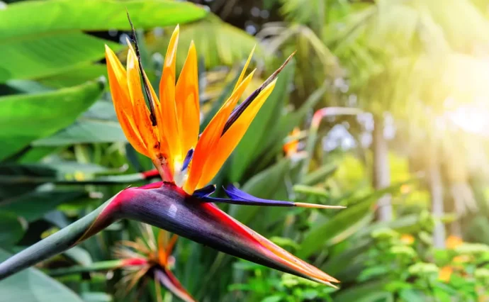 ストレリチア　レギネ　7号　ゴクラクチョウカ　極楽鳥花　ストレチア　観葉植物 ストレリチア レギネ 7号 極楽鳥花 ゴクラクチョウカ 観葉植物 ストレチア