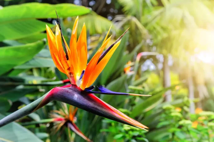 観葉植物・ストレリチア。花を咲かせるにはどうすればいい？