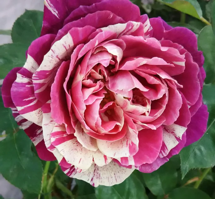 オッタヴィオ ミッソーニ