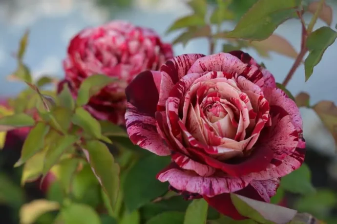 オッタヴィオ ミッソーニ