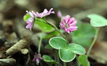 【ユキワリソウの育て方】冬に咲く可憐でたくましい雪割草。育て方のポイント